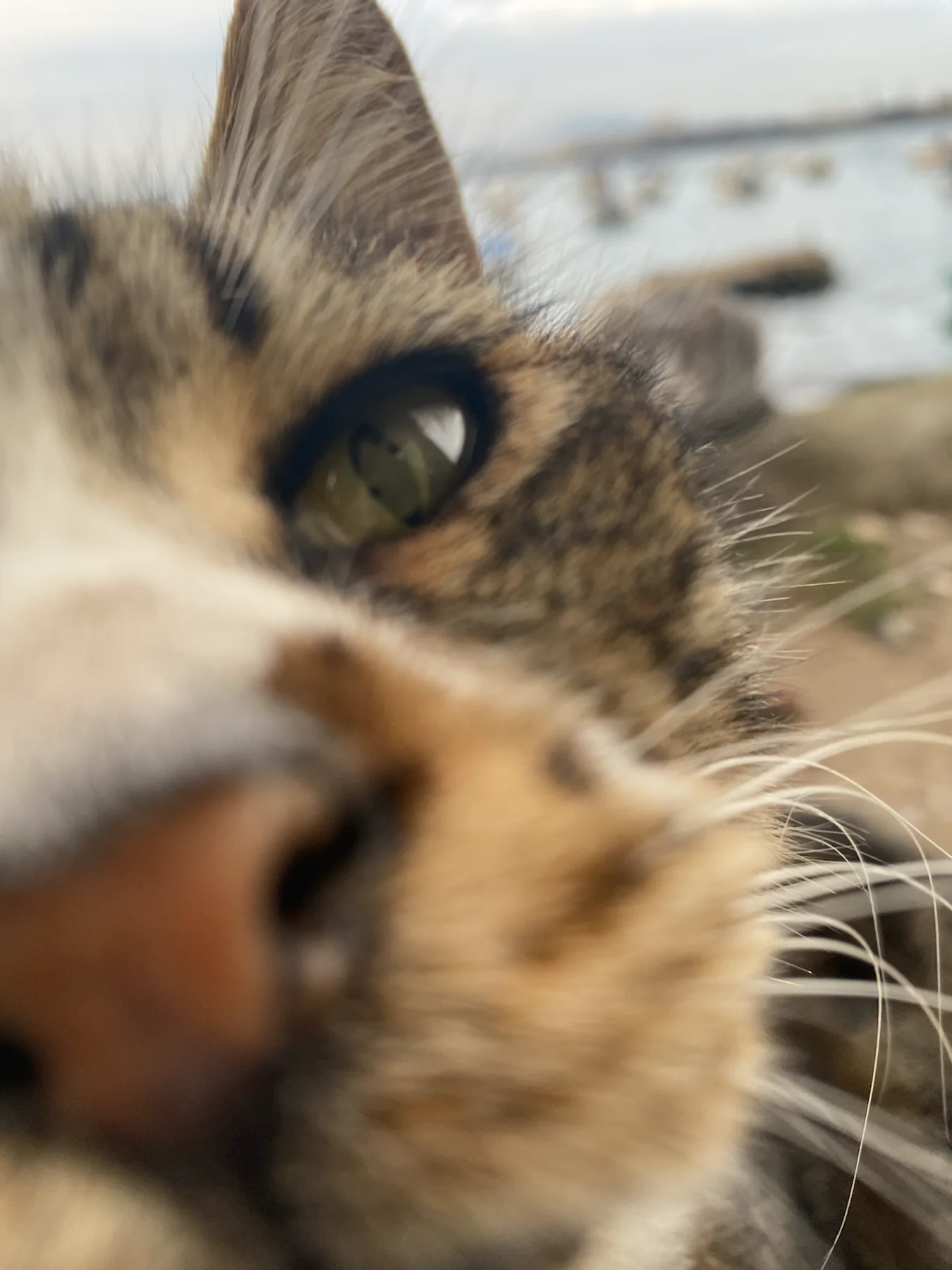 Close-up of a tabby cat